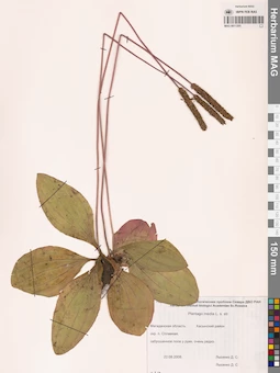 MAG 0011205