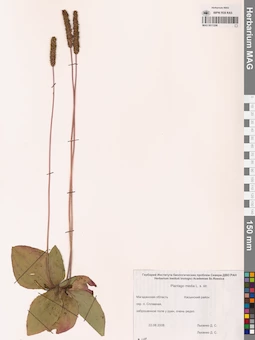 MAG 0011206