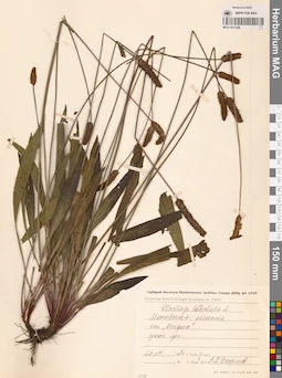 MAG 0011208