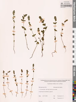 MAG 0011233