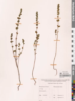 MAG 0011238