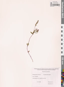 MAG 0011247