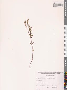 MAG 0011248