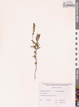 MAG 0011249