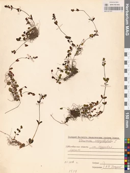 MAG 0011253