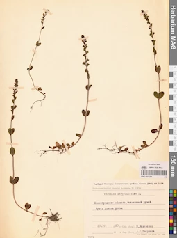 MAG 0011254
