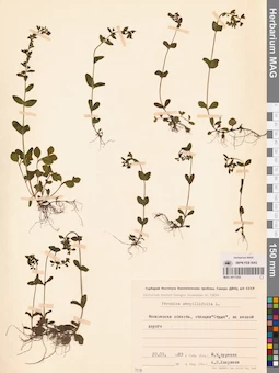 MAG 0011255