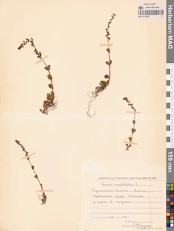 MAG 0011256