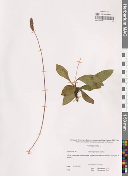 MAG 0014286