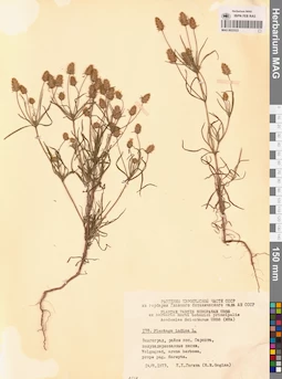 MAG 0022523