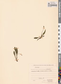MAG 0022526