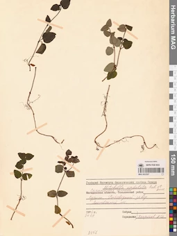 MAG 0022527