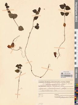 MAG 0022528
