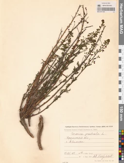 MAG 0011246