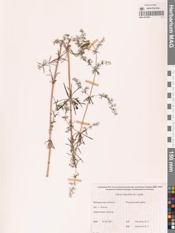 MAG 0014036