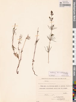 MAG 0014038