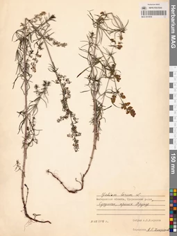 MAG 0014039