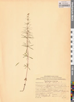 MAG 0014040