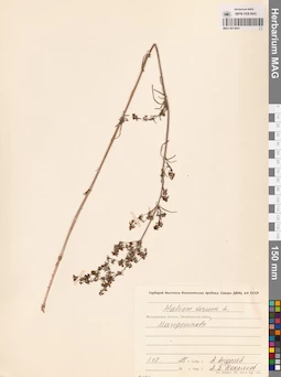 MAG 0014041