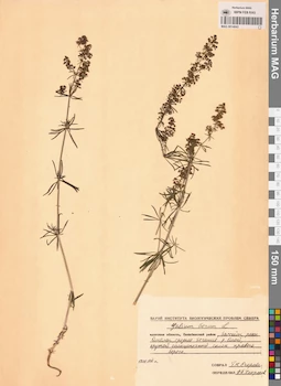 MAG 0014043