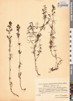 MAG 0014044