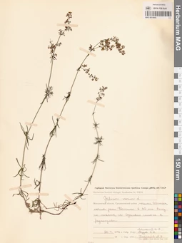 MAG 0014045