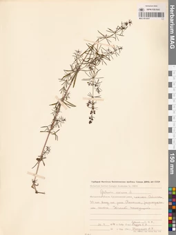 MAG 0014047
