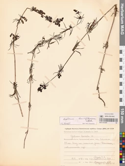 MAG 0014049