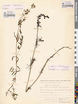 MAG 0014050