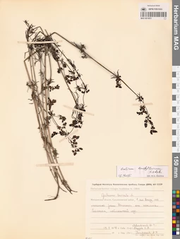 MAG 0014051