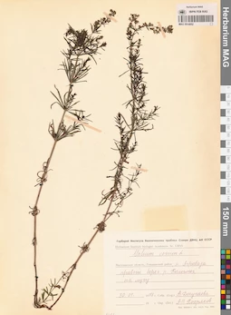 MAG 0014052