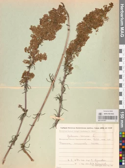 MAG 0014053