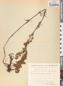 MAG 0014054