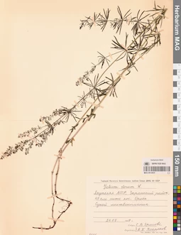 MAG 0014055