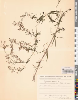 MAG 0014056
