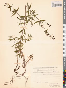 MAG 0014061