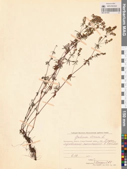 MAG 0014062