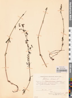 MAG 0014063