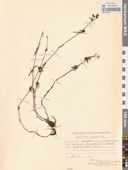MAG 0014064