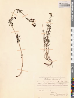 MAG 0014065