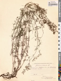 MAG 0014066