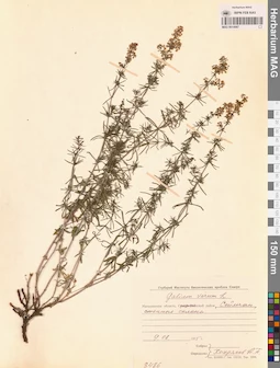 MAG 0014067