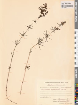 MAG 0014068