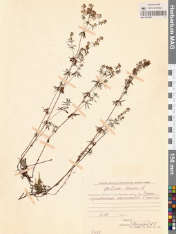 MAG 0014069