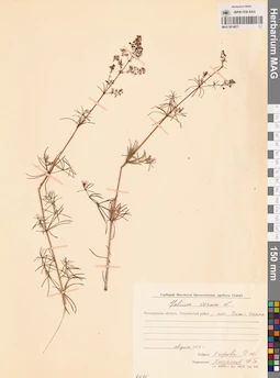 MAG 0014071