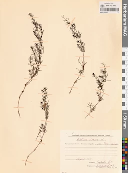 MAG 0014072