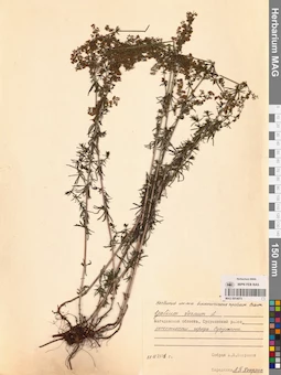 MAG 0014073