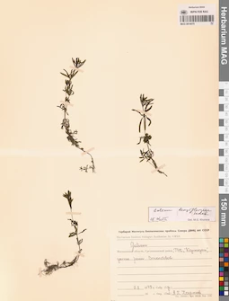 MAG 0014075