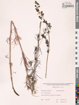 MAG 0014080