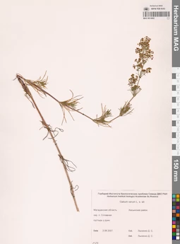 MAG 0014082